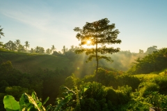 landscape-4