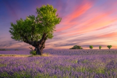 landscape-7