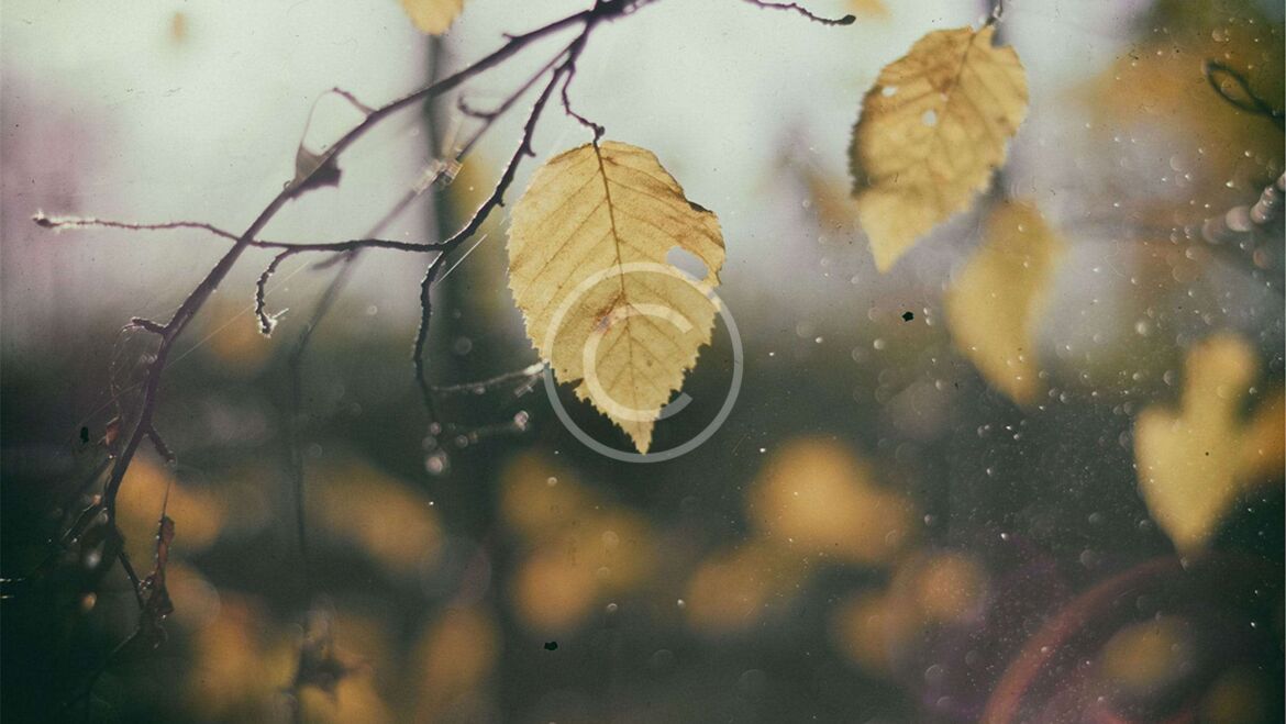 Gallery Post 7